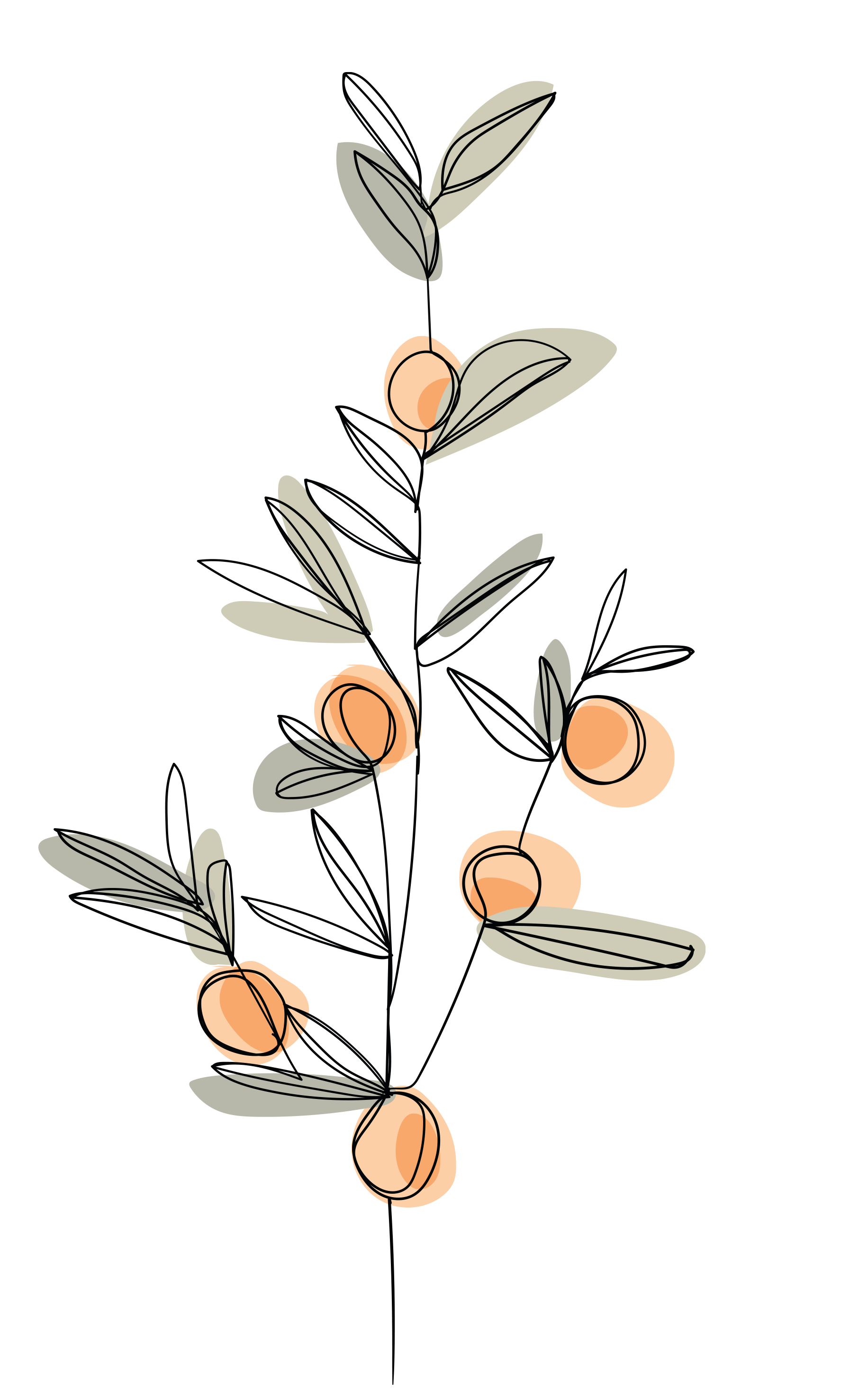 Ilustración de olivo